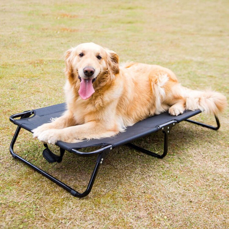 pet cot bed bouncer